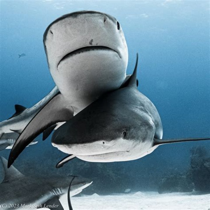 Herself - Shark
