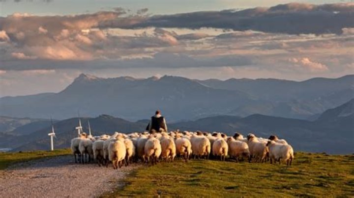 Jose / Sheep