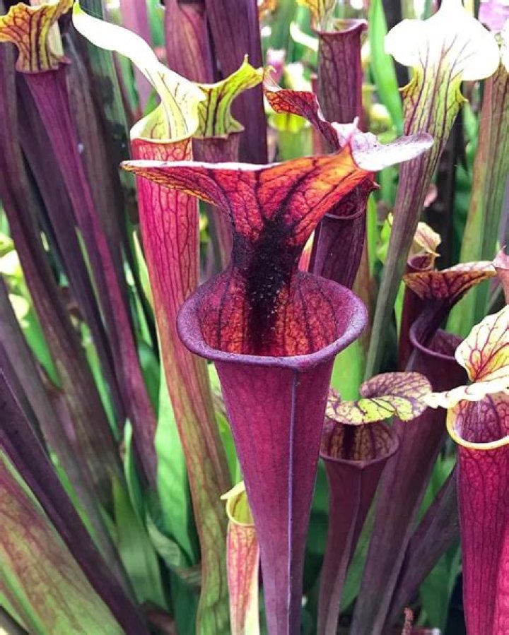 The Red Pitcher Plant
