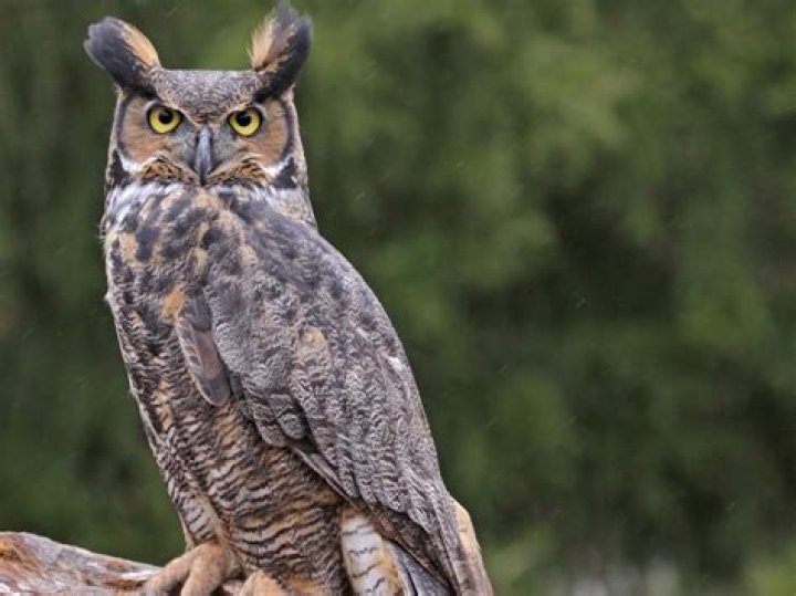 WOL P.A.